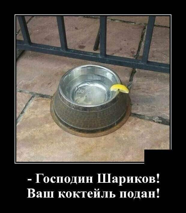 Образ собаки в демотиваторах