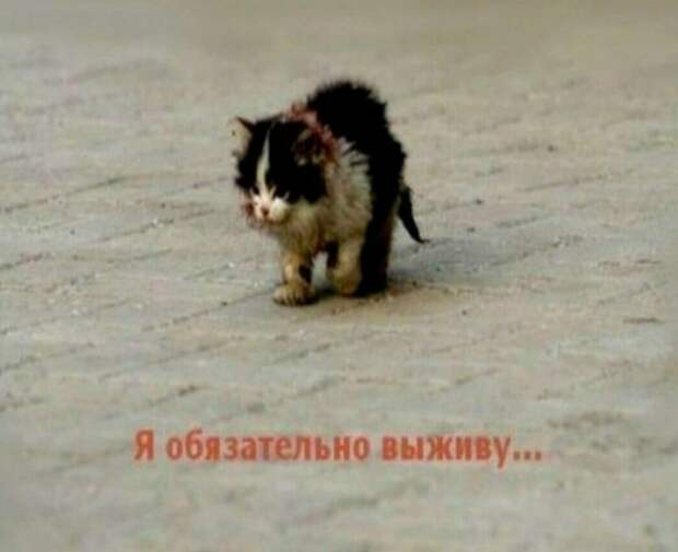 я обязательно выживу мем