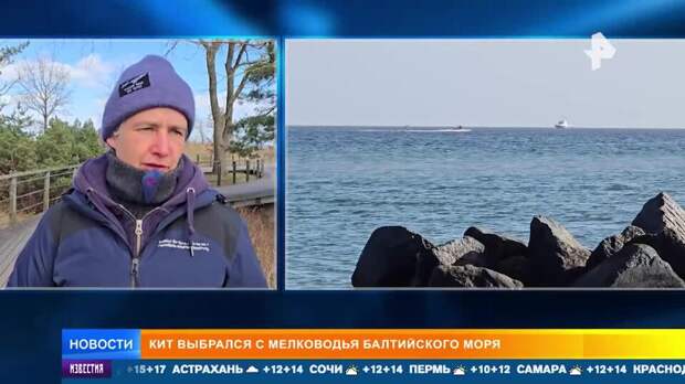 Спасение застрявшего у берегов Германии кита обошлось в 40 тысяч евро