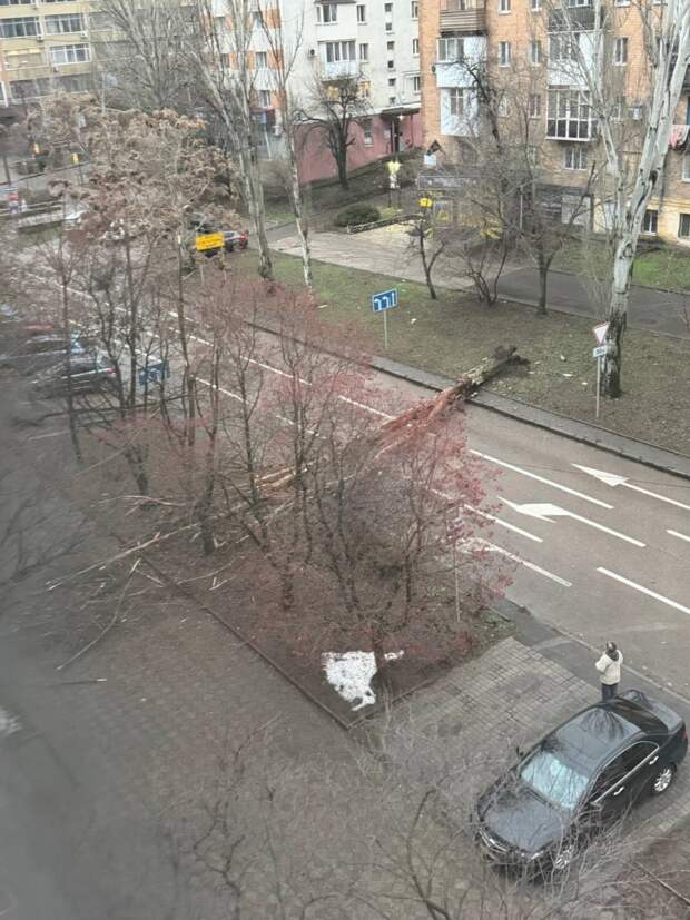 Дерево упало на ул. Челюскинцев перед Ильича и перегородило