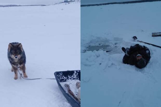 Собака в Якутске привела спасателей к пострадавшему хозяину