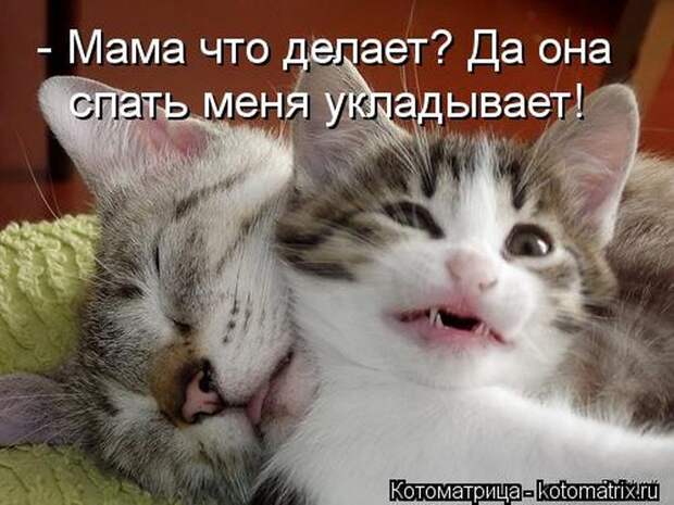 Лучшие котоматрицы недели (50 фото)