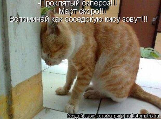 Котоматрица - -Проклятый склероз!!! Вспоминай как соседскую кису зовут!!! Март ско