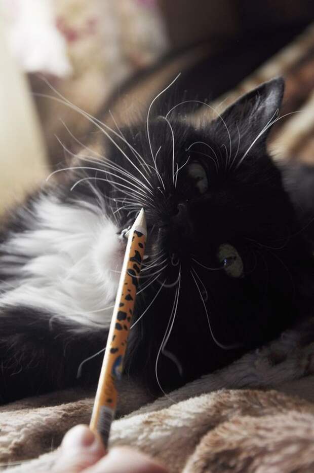 кошка с карандашом