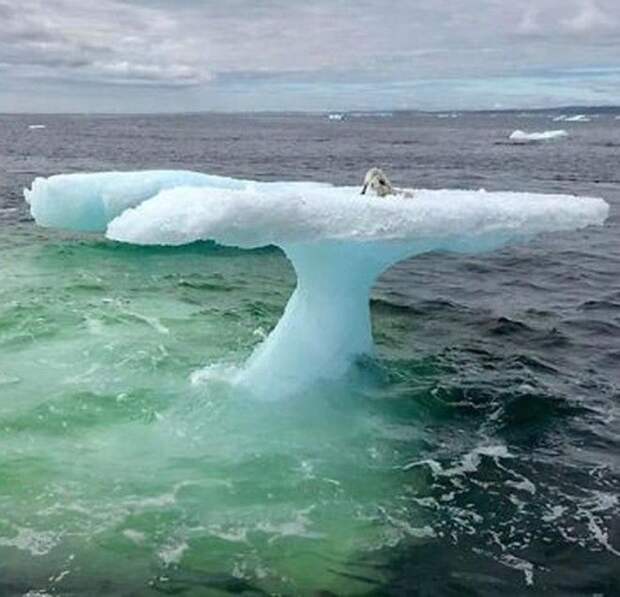 арктическая лиса на айсберге лиса на льдине 