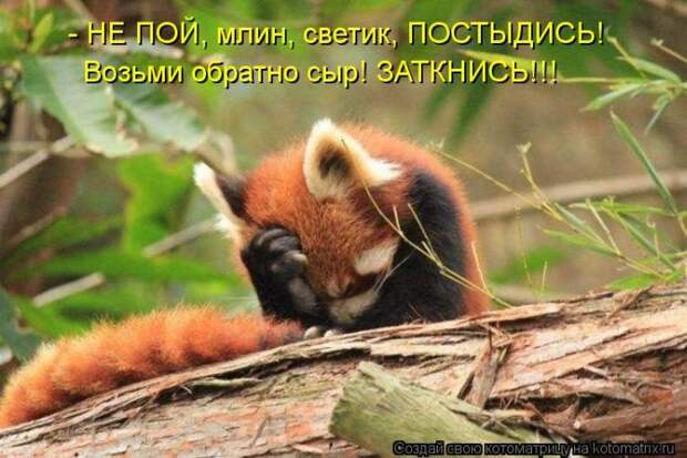 Лучшие котоматрицы недели (50 фото)
