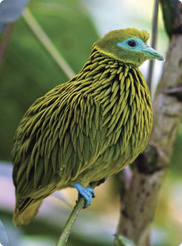 Золотой пестрый голубь (лат.Ptilinopus luteovirens)