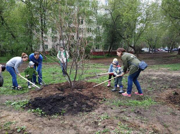 Посадка деревьев/ЗБ