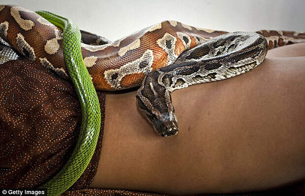 snakemassage03 Змеиный массаж