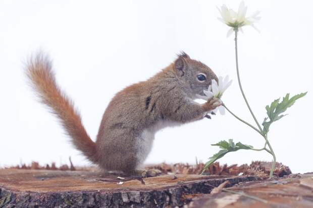 Фотография забавная жизнь белок Andre Villeneuve Фотография забавная жизнь белок Andre Villeneuve