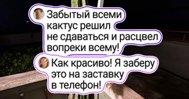 17 цветоводов, у которых даже кактус выглядит как произведение искусства
