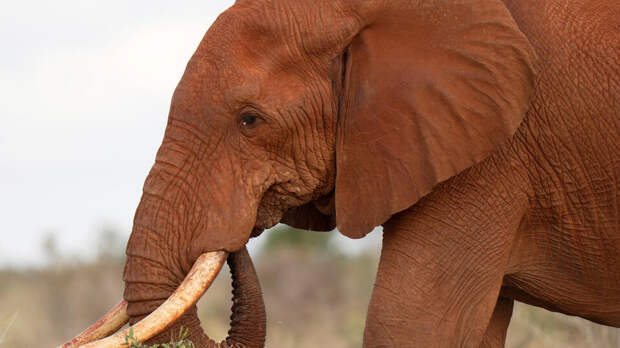 В Таиланде мужчина поторопил слона перед спариванием и стал его жертвой