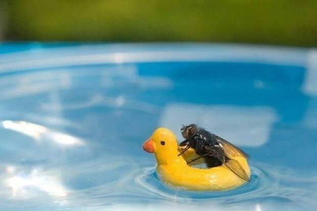 Животные позитивные фото 58 (700x466, 39Kb)