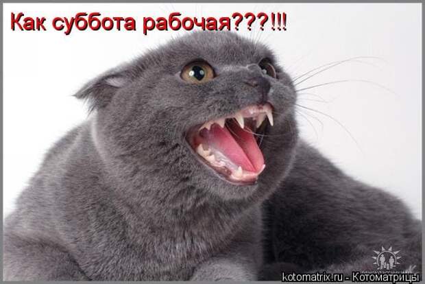 Коллекция весёлых картинок про субботу