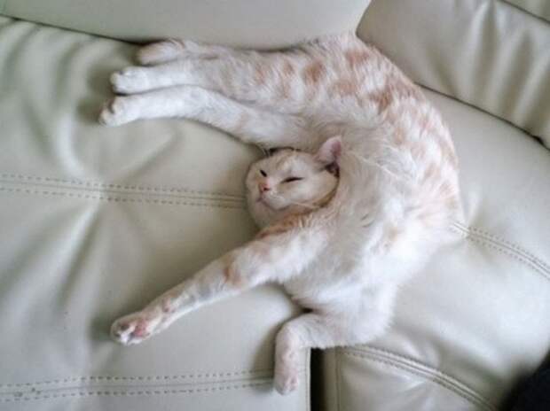 Коты, постигшие искусство сон-фу коты, спят
