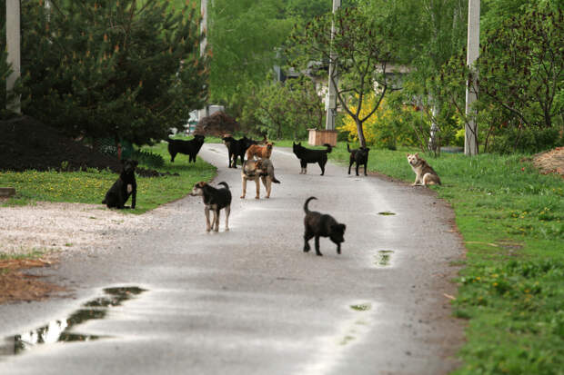 На жителей подмосковного Чехова нападают бродячие собаки