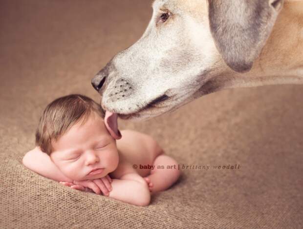 small-babies-children-big-dogs-10__880