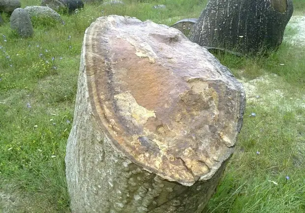 В частности так могут выглядеть "круги жизни" на срезе трованта