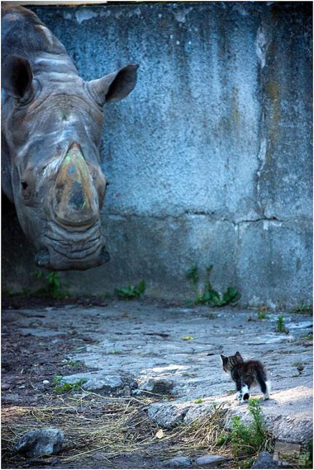 Лучшие фотографии России 2011. Номинация Природа