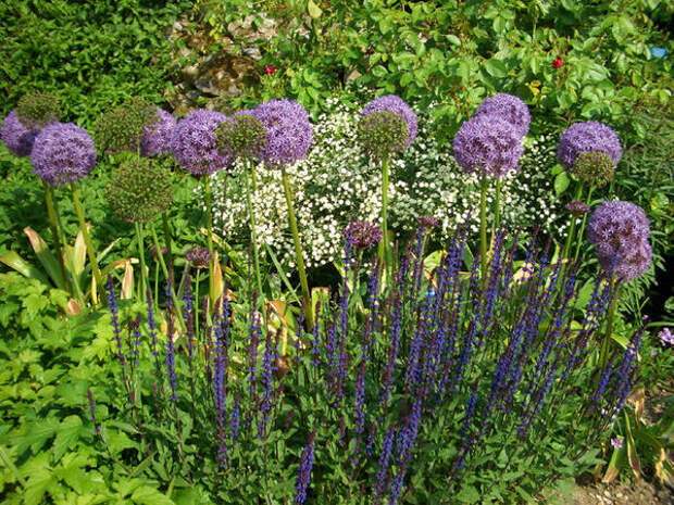 Ароматный цветник - актуальная тенденция садового дизайна