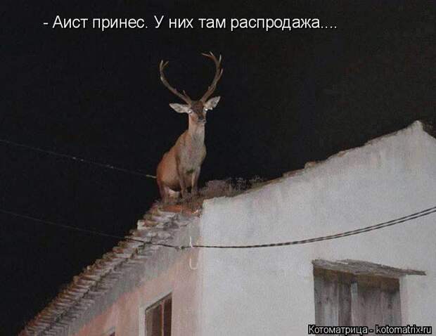 Котоматрица: - Аист принес. У них там распродажа....