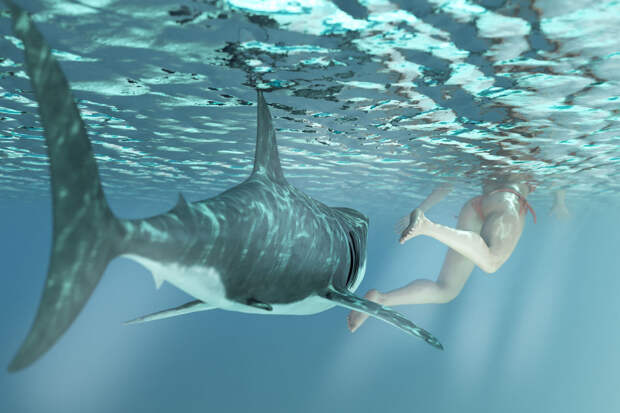 Ихтиолог Кузищин заявил, что обычный человек не сможет спастись от акулы