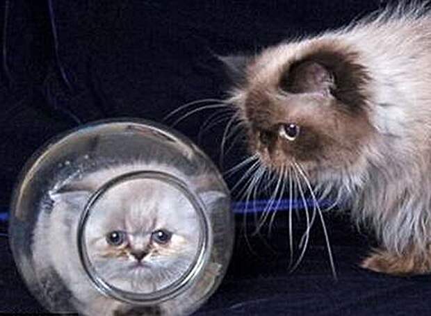 kitten