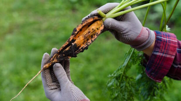 Почему морковь трескается на грядке и как этого избежать: советы экспертов