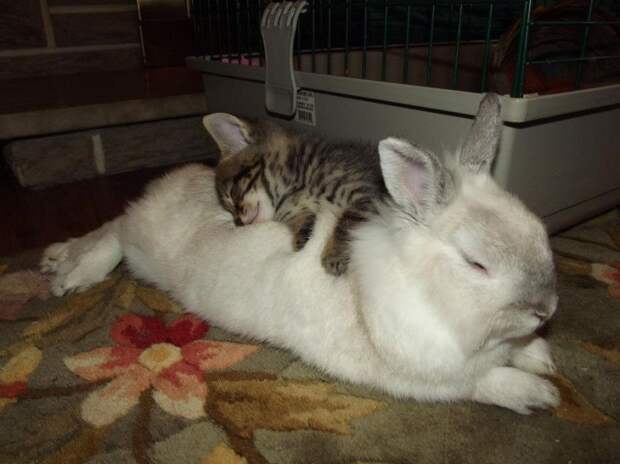 Спящие кролики (15 фото)