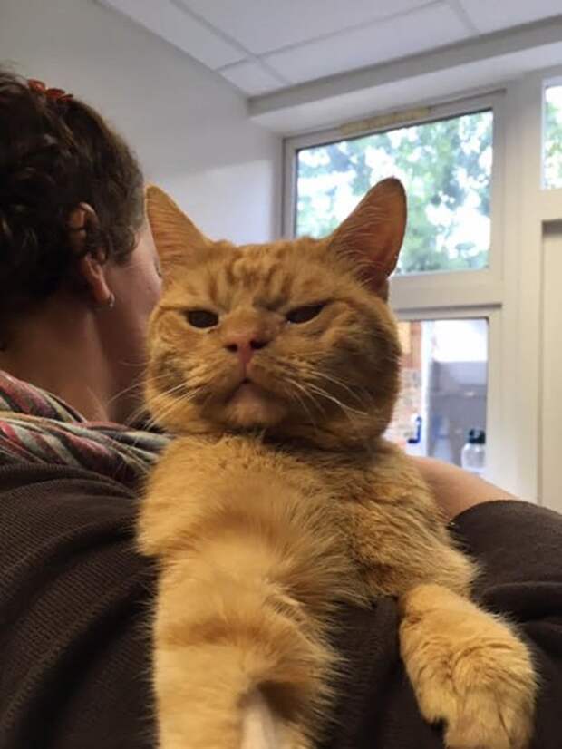 Сурового кота Сола сравнивают с Grumpy Cat