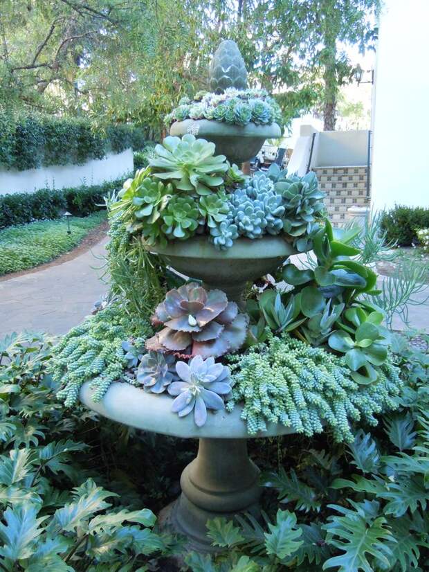 Succulent fountain - looks like flowing water.