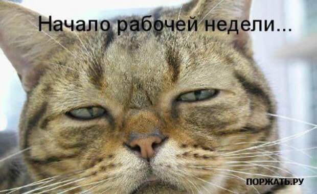 Ржачные картинки животных, смешные надписи.