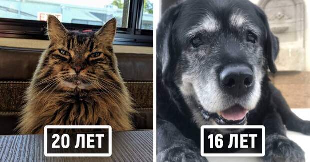 20 домашних животных-пенсионеров, которые с возрастом не потеряли своего великолепия в мире, возраст, домашний питомец, животные, кошка, собака