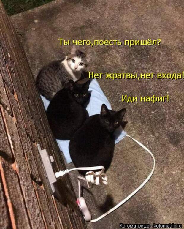 Лучшие котоматрицы недели (50 фото)