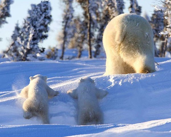 Животные позитивные фото 3 (600x480, 57Kb)