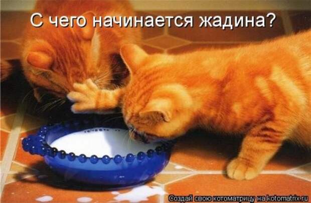 Лучшие котоматрицы за неделю (36 шт)