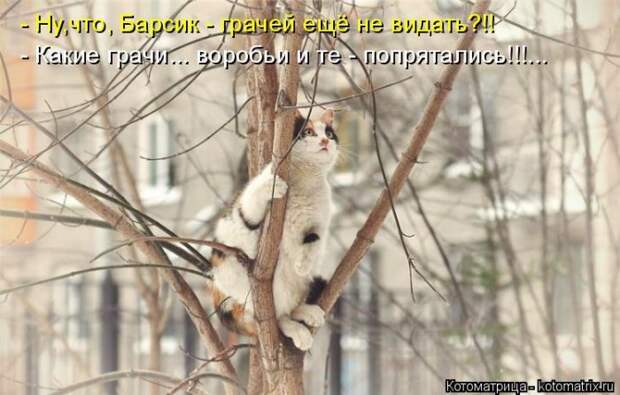 Новые котоматрицы с классным задором (30 фото)