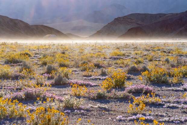 Суперцветение внезапно началось в Долине Смерти в США впервые с 2016 года