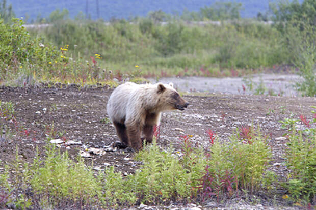В Новосибирской области подсчитали нападения медведей на людей и домашних животных