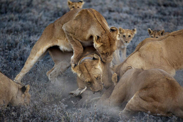 Жизнь львов в Национальном парке Серенгети