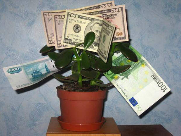 Заговоры на денежное дерево
