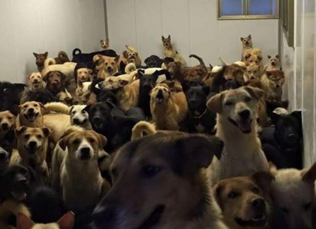 Этот мужчина из Гонконга спрятал собак от тайфуна. Теперь тайфун у него дома