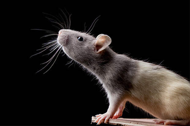 Гарвардские ученые доказали на несчастных мышах, что от стресса действительно можно очень быстро поседеть