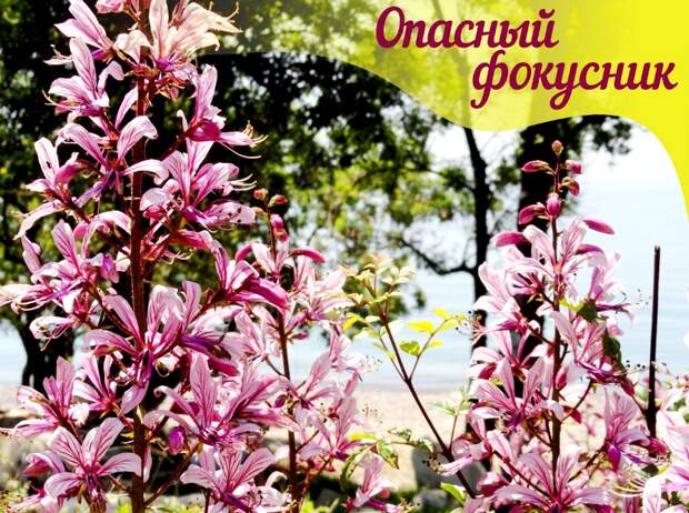 Осторожно! На Кубани зацвело смертельно опасное растение