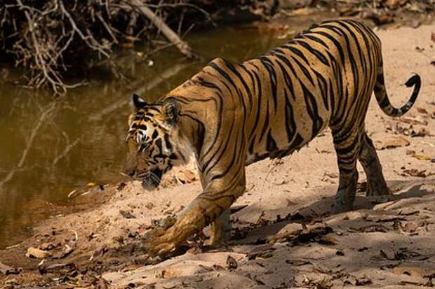 27-летняя ветеринар 15 часов просидела в засаде и поймала тигра-людоеда