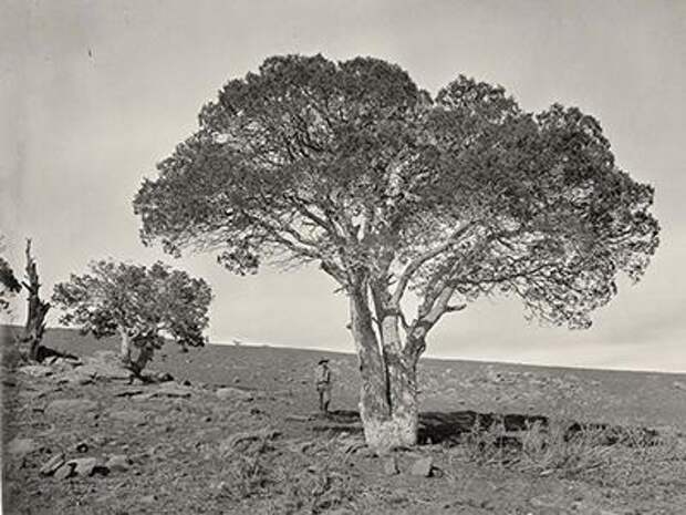 Дубовая роща, Белые горы, штат Аризона, 1873 год