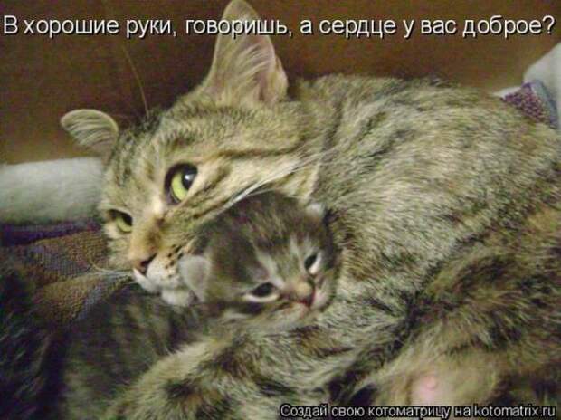 Котоматрицы(картинки с надписями)