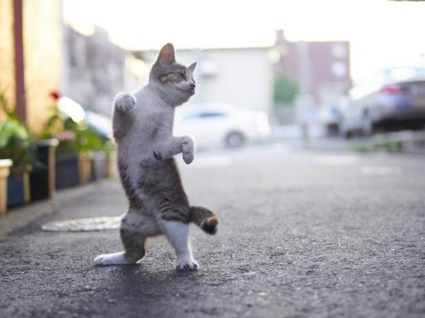 Уличные коты осваивают мастерство кунг-фу домашний питомец, животные, коты, кунг-фу, подборка, позитив