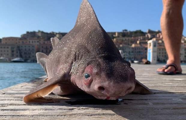 Рыбаки поймали странное существо с мордой свиньи
