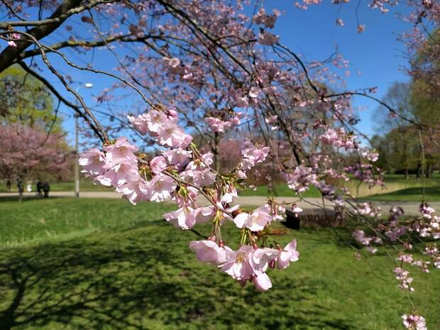 Там сакуры цветут: В Президентском парке столицы Казахстана высадили 300 саженцев японской вишни